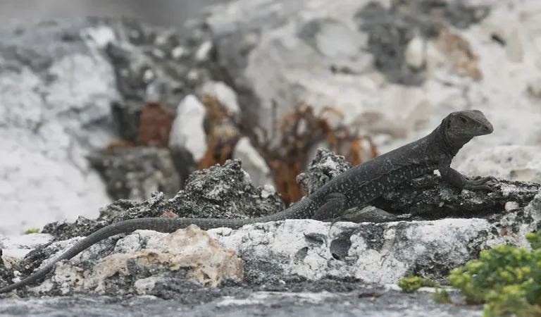 Эта некогда редкая ящерица оправилась от грани исчезновения после «кропотливых» усилий по восстановлению в Карибском бассейне