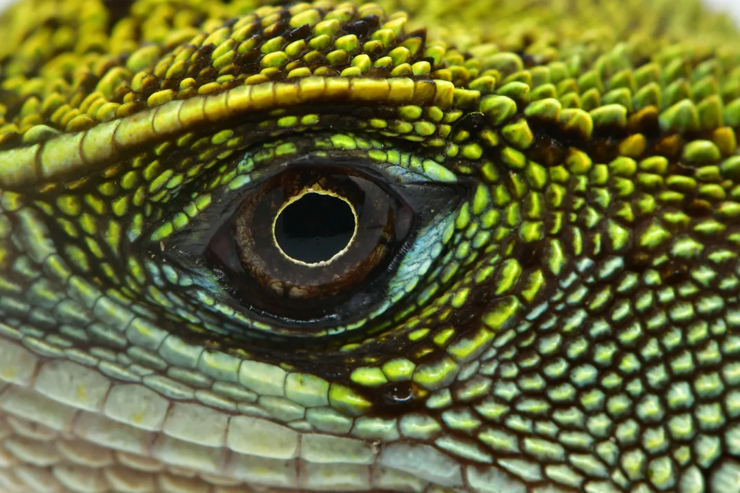 глаз ящерицы, виден только глаз и окружающая его чешуя