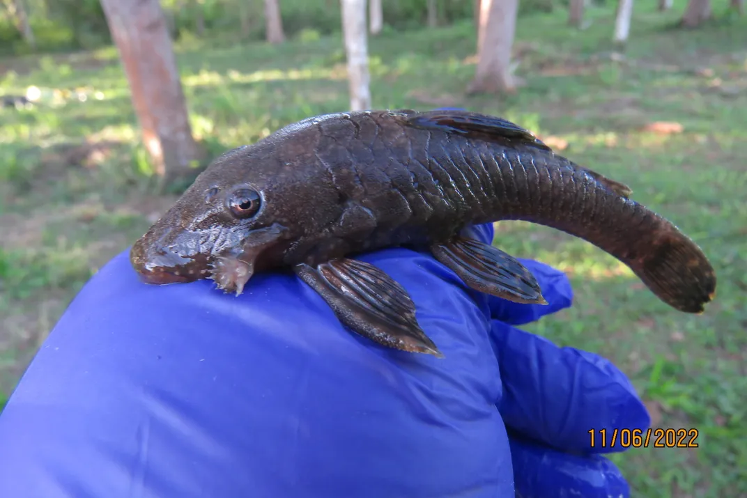 сом сидит на руке человека в синей латексной перчатке