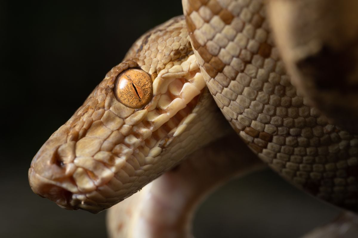 Экспедиция обнаружила в Перу 27 новых видов: от «чрезвычайно редкой» мыши-амфибии до рыбы-капля-головы