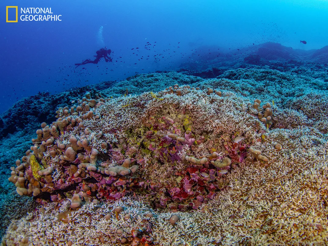 Самый большой коралл в мире