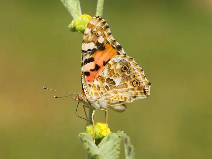 Нарисованная леди-бабочка
