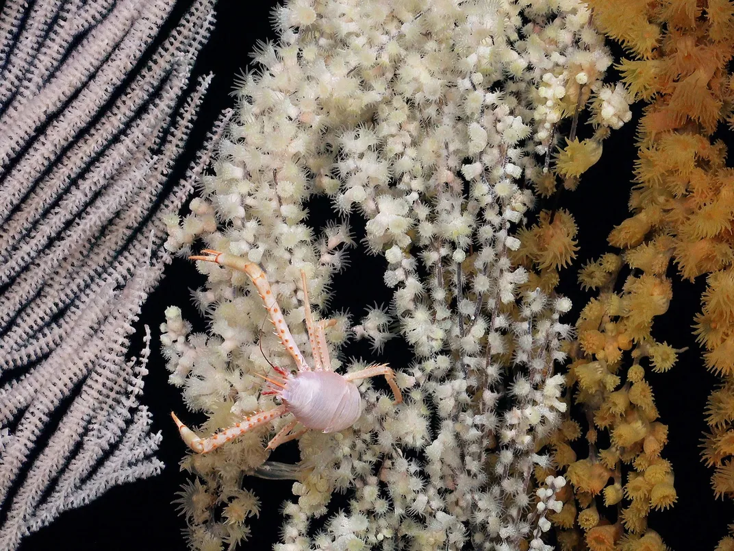 Глубоководные кораллы