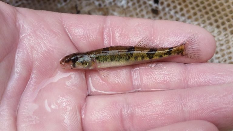 Крошечная рыба, находящаяся под угрозой исчезновения, задержала строительство плотины в 1970-х годах. Теперь ученые говорят, что улитка-стрелка не такая уж редкость