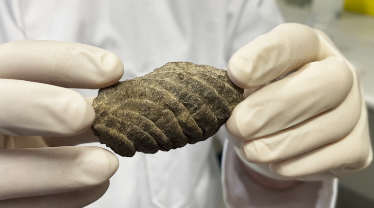 Окаменелые фекалии показывают, как вымершие нелетающие птицы помогли распространить красочные грибы Новой Зеландии