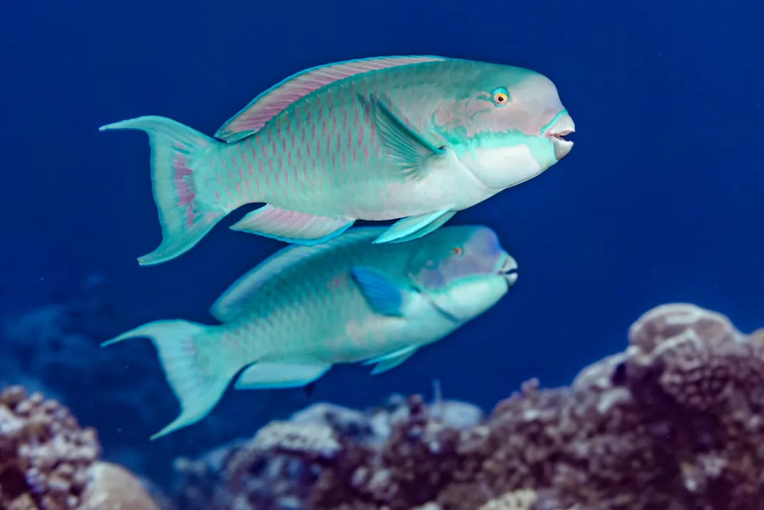 Пыночная рыба плавание под водой