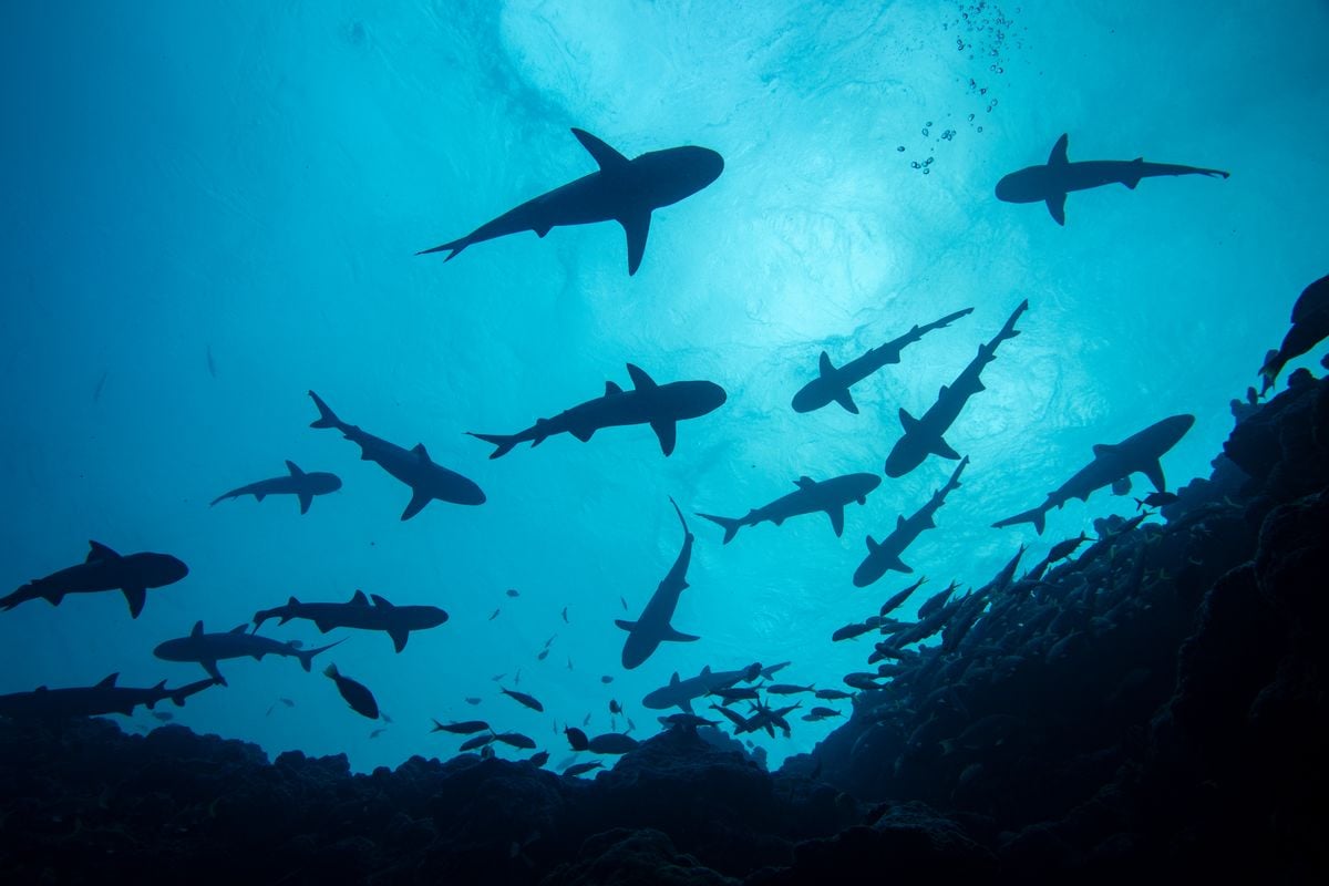 Новый морской охраняемый район на островах Маршалл наполнен жизнью, например, «машина времени» для океанов давным -давно