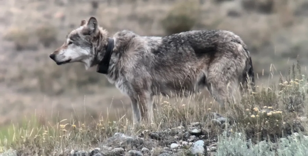 Вид в профиль волка в радиоошейнике