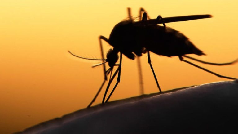 Mosquito