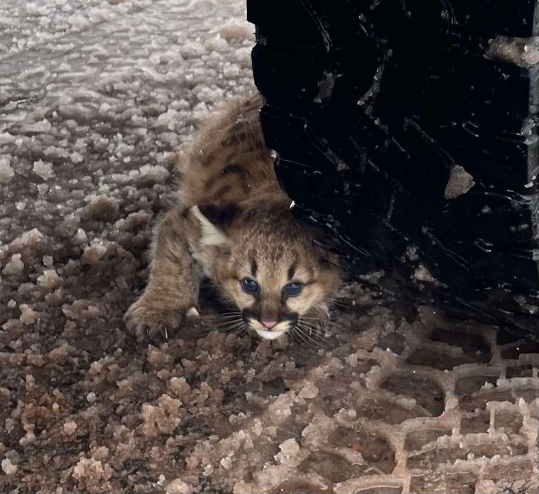 Cougar Cubs, замеченные в Мичигане впервые за столетие
