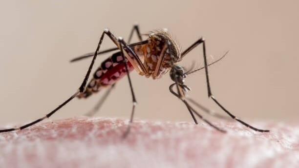 From Dengue to Malaria: Demystifying seasonal illness coverage in your health insurance