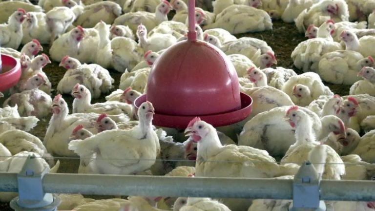na imagem, frangos reunidos em um galpão de granja