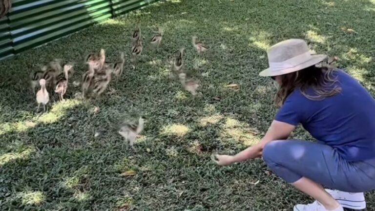 A primeira-dama Janja Lula da Silva compartilhou imagens dos filhotes de aves em seu Instagram