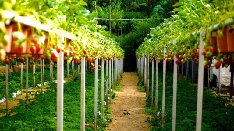 Поймите, что такое моделирование экологической ниши.