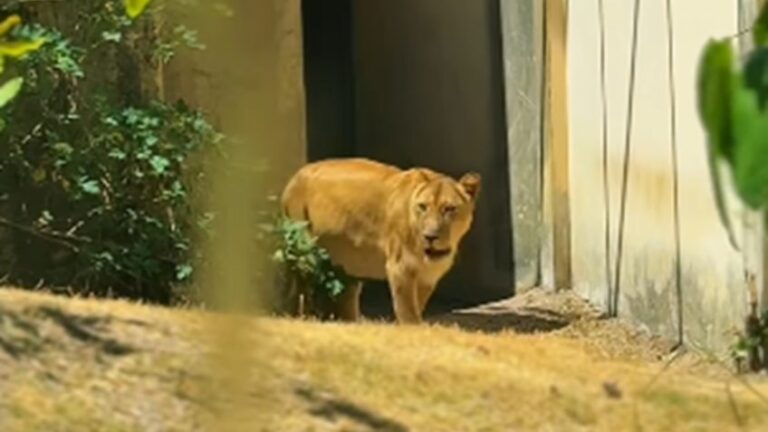 Parque da Bica publicou vídeo na 5ª feira (4.dez.2025) em que mostra a leoa Leona voltando pela 1ª vez ao local onde matou jovem em zoológico. Acidente ocorreu no domingo (30.nov)