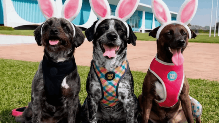 A primeira-dama Janja Lula da Silva publicou em seu perfil no Instagram uma foto de 3 cachorros com orelhas de coelho