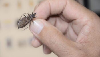 Правительство выделило 12 миллионов реалов на борьбу с болезнью Шагаса