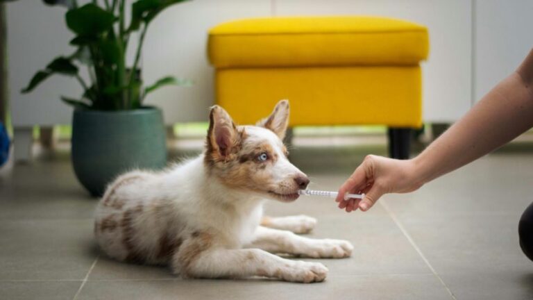 Mapa abre consulta sobre genéricos veterinários