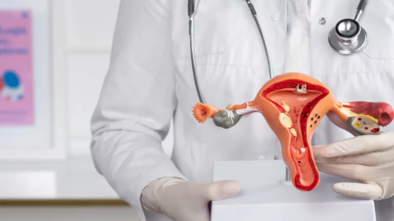 Na imagem, profissional da medicina segura maquete de órgão reprodutivo